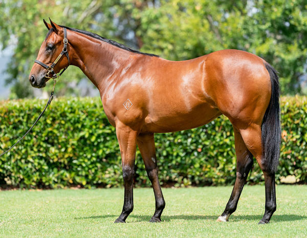 Full sister to Mexico to be offered at Inglis Classic.