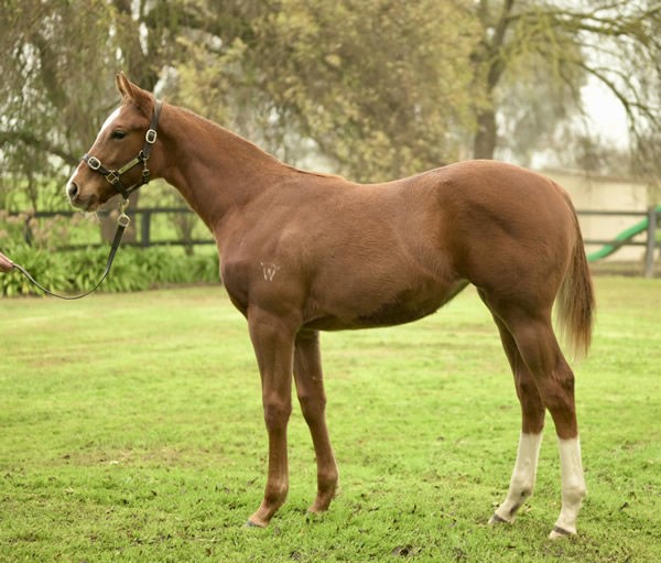 $460,000 Capitalist filly from Passarelle.