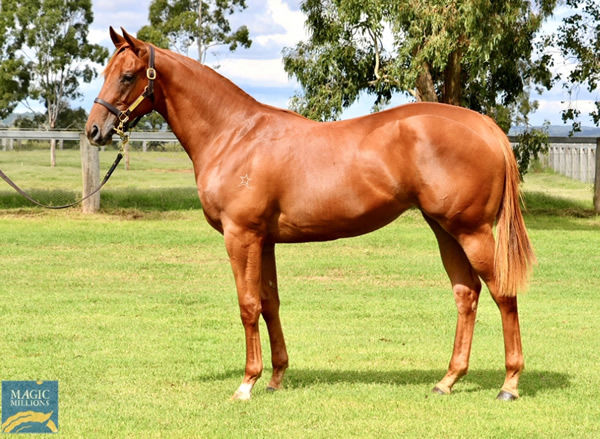 Highest priced filly of the sale was this $185,000 Capitalist filly from Prerequisite.