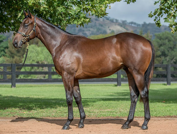 Captivare was a $1.4 million Easter Yearling