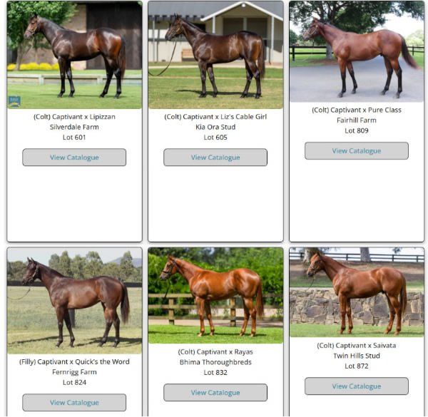 Click here to see all the Magic Millions yearlings by Captivant.