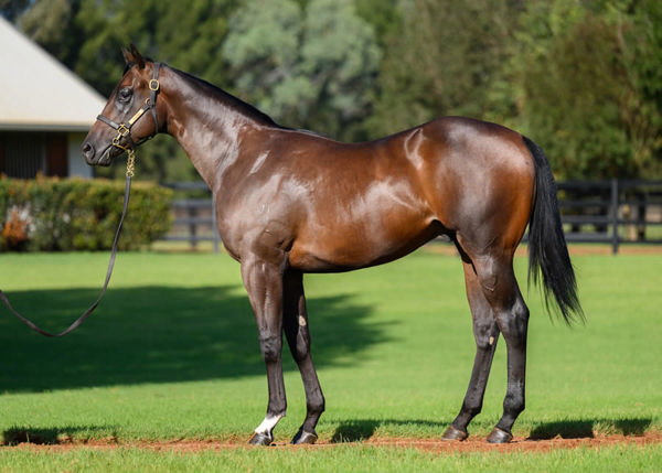 Capture Me passed in shy of his $300,000 reserve at Inglis Easter.