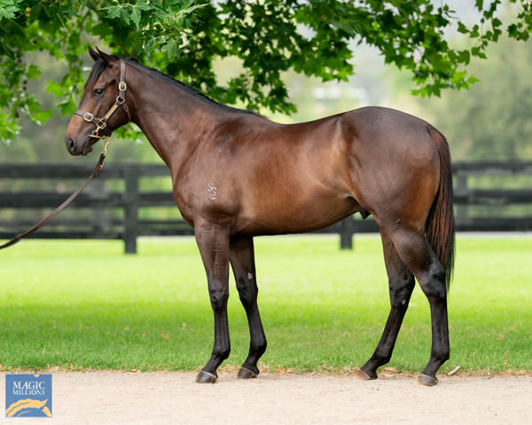 Castagnola Was Purchased For $180,000 From Segenhoe Stud's Magic Millions Draft 