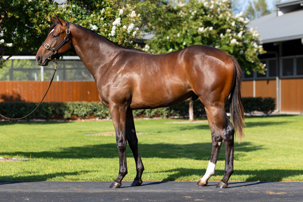 $390,000 Castelvecchio colt from Panzerfaust.