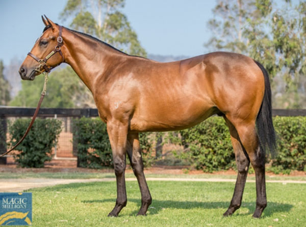 The half-brother by Astern to California Zimbol sold for $725,000 at Magic Millions 2020