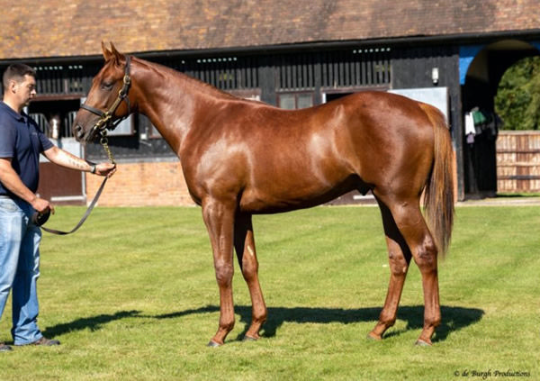 Castle Way was bought for 425,000 guineas at Tattersalls October Book 1. 