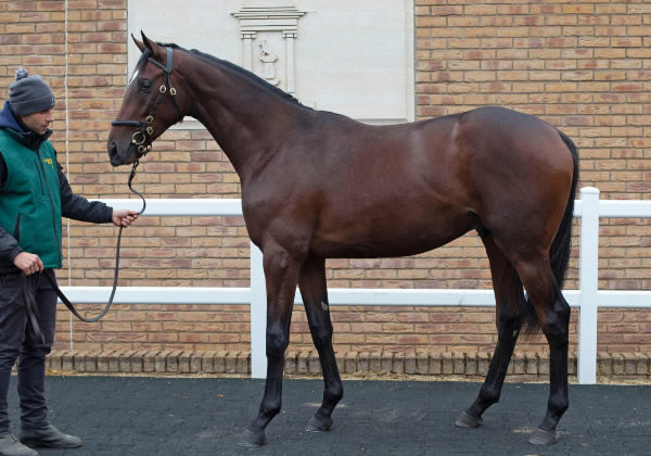 Catani Gardens was a 205,000 guinea purchase from Tattersalls October Book 1.