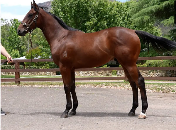 Cattogio as a yearling.