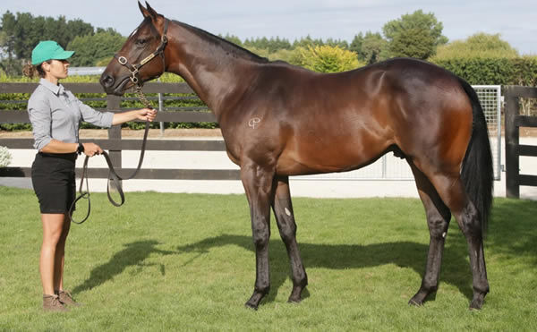 $130,000 Contributer colt from Parvati