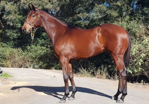 $320,000 Deep Field colt from Prinny's Girl
