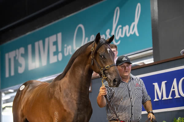 Profondo topped the Magic Millions Yearling Sale.