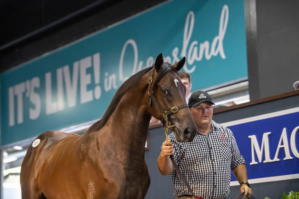Profondo topped the 2020 Magic Millions Yearling Sale.