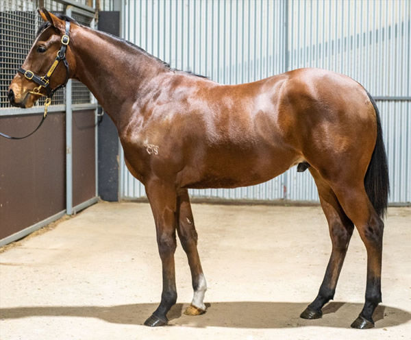 $120,000 Dundeel colt from Blessit