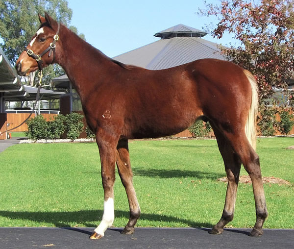 Dundeel colt from Redoute's Fever