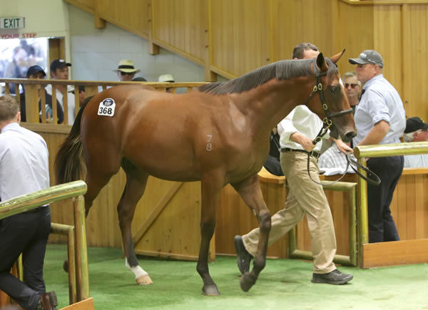 $500,000 Exceed and Excel colt from Tricia'O