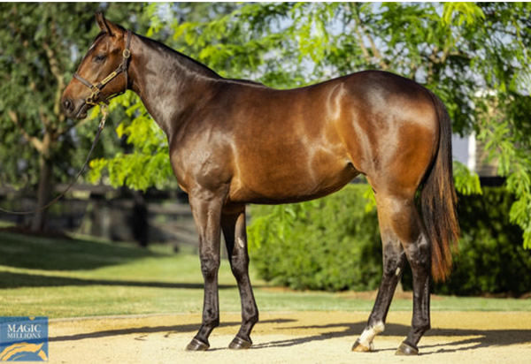 Celestial Bling was a $300,000 Magic Millions purchase.