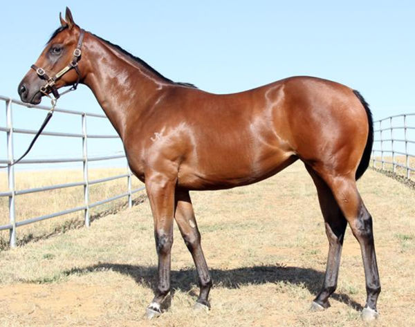 Celestine as a yearling - another winner for JHB Fillies Syndications