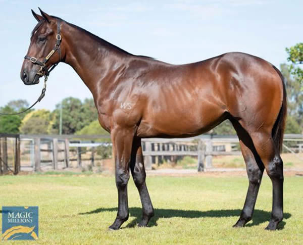 Celevacci has won two from two and is pictured as a yearling at Perth MM. 