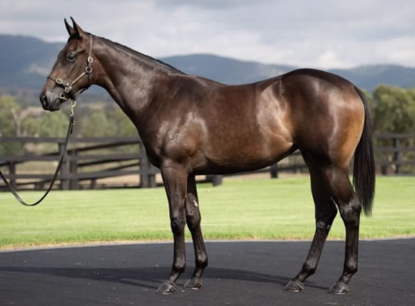 Cellsabeel as a yearling