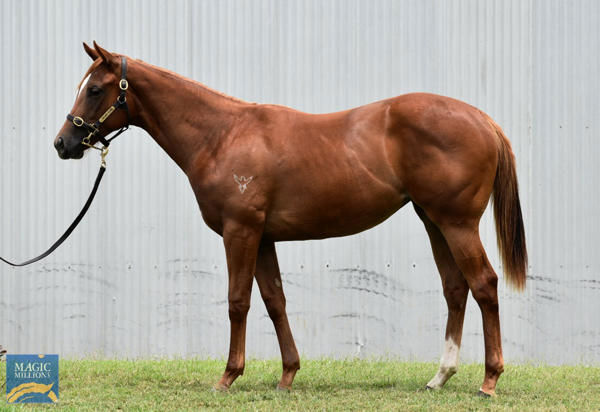 Celtic Vader a $75,000 Magic Millions Yearling