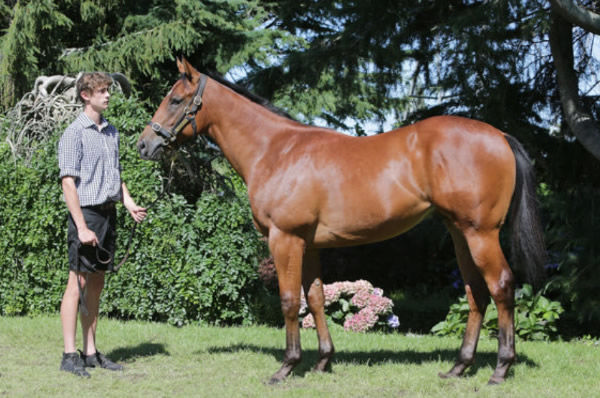 Centennial Park was bought for $260,000 at Karaka Book 1.