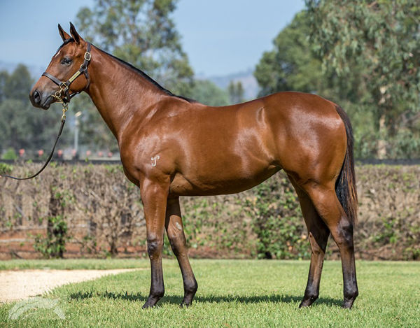 Centrefire a $100,000 Magic Millions yearling