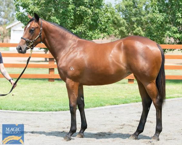 Centro Storico as a yearling.