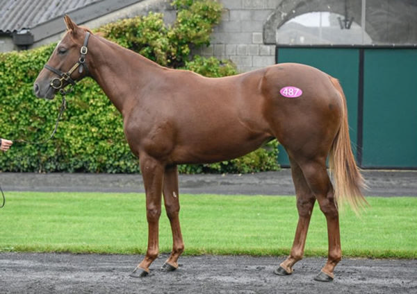 Cercene was bought for 50,000 euros at Tattersalls Ireland September Yearling Sale.