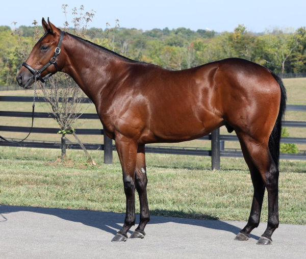 $1.4million Charlatan colt from Guarana.