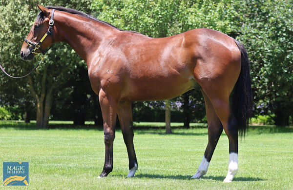 Champagne Hero was a $600,000 Magic Millions purchase and the highest priced yearling for his sire in 2024.
