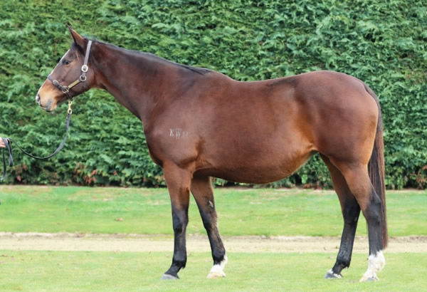 Chanel's Choice is for sale in foal to Per Incanto (USA).