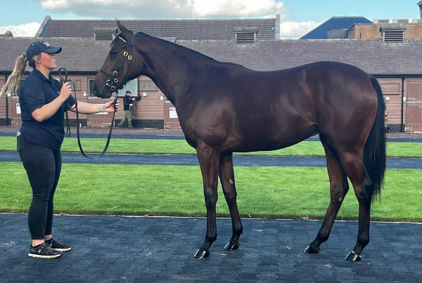 Chantez made 220,000 guineas at the Tattersalls October Book 1 Yearling Sale.