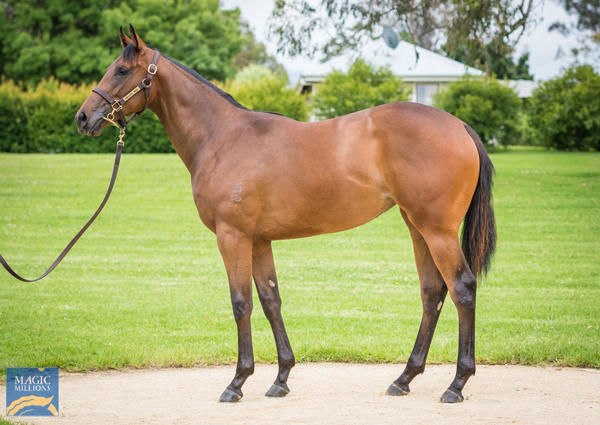 Charm Stone $1,550,000 Magic Millions sale topping filly