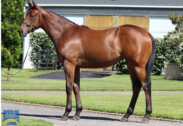 $650,000 Magic Millions purchase, Chateau Miraval is the highest priced yearling by Zousain.