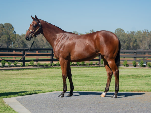 Cherry Bomshell was a $220,000 Magic Millions purchase.