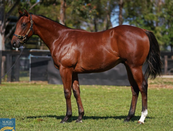 Exceed and Excel colt Chiba, half-brother to Empire of Japan from G2 winner Ichihara.