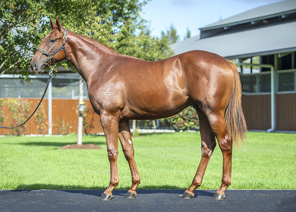 $1.35m Inglis Easter Yearling Graduate Chicama