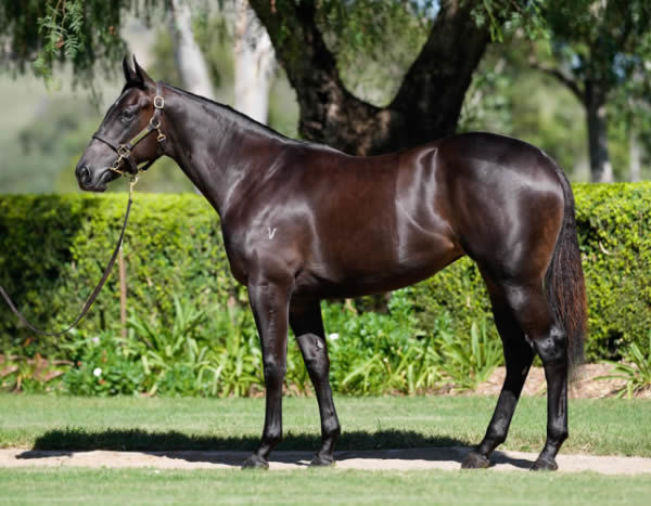 Chisholm yearling