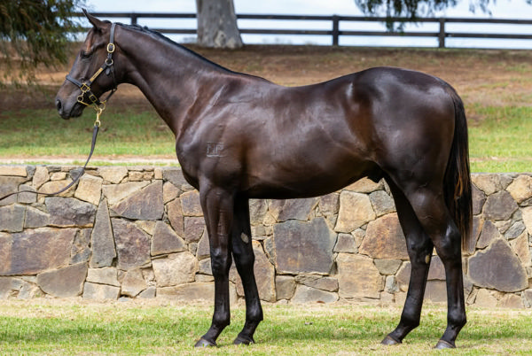 Churchill (IRE) colt from Bagitol as a yearling.