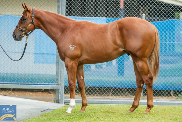 The first Churchill yearling offered at Magic Millions sold for $220,000. 