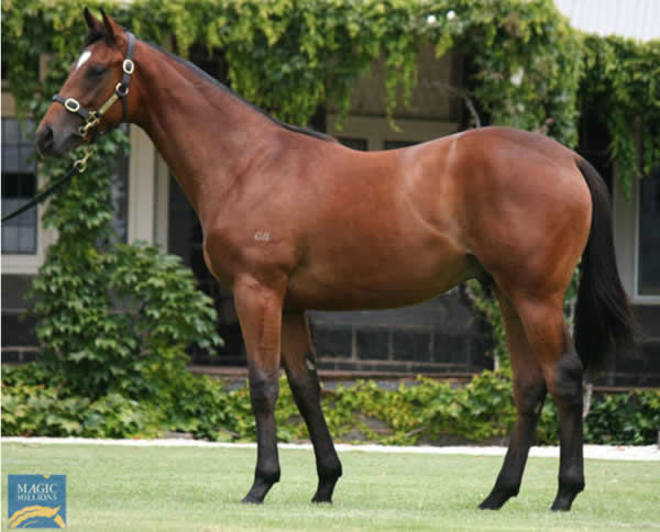 $800,000 I Am Invincible colt from Tahni Dancer sold by Rosemont Stud. 