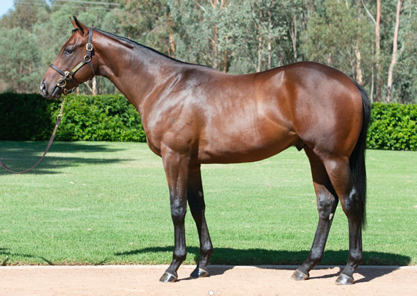 $1.4million I Am Invincible colt from Twilight Royale 