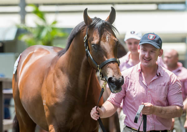 The I Am Invincible colt from Amanpour is the first $1million yearling sold by Rosemont Stud