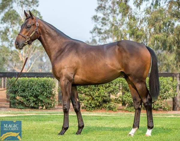 The full brother to I Am Immortal made $650,000 at Magic Millions 2020 when bought by Katsumi Yoshida