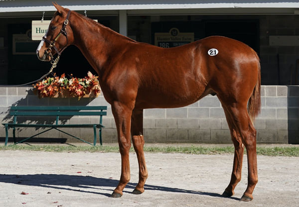 $600,000 Justify colt from Groton Circle.