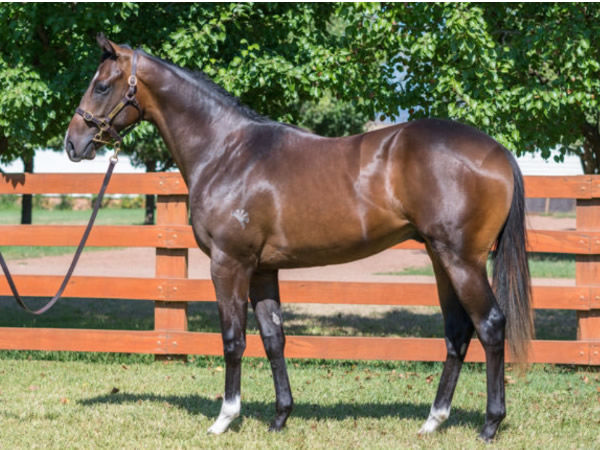 Clear Proof was a $300,000 Inglis Classic purchase.