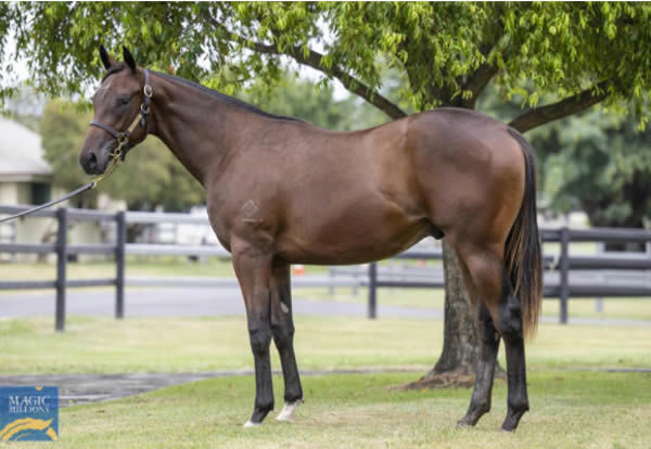 Climactic was a $110,000 MM Gold Coast March yearling purchase.