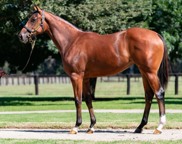 Climbing Star was a $600,000 Inglis Easter purchase.