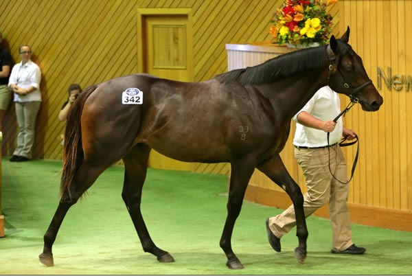 $675,000 Lonhro colt from Thames Court