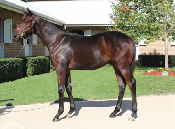 Medaglia D'Oro colt from Razeena  pictured at the Gold Coast